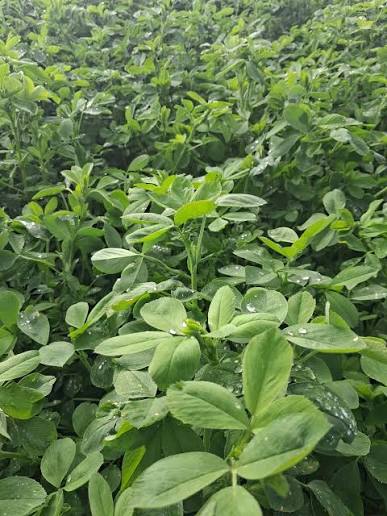 1 Kg Premium Alfalfa (Lucerne) Seeds ,High-Protein Forage for Livestock | International Supply