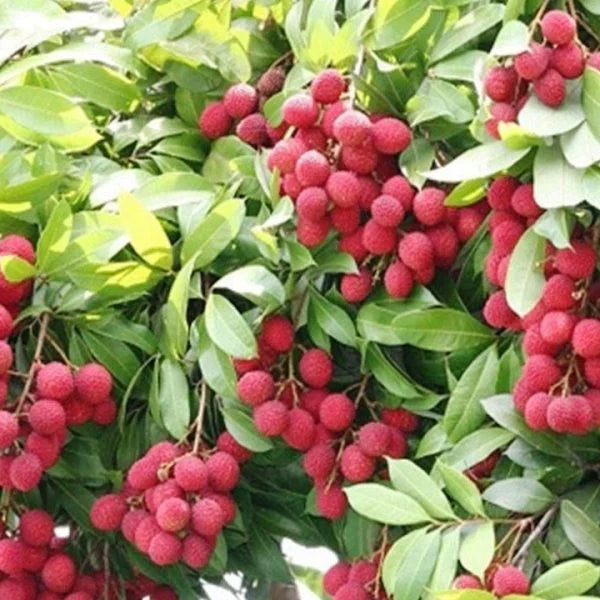 10 Nephelium litchi Fruit Plants, Lychee Fruit Plants