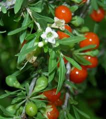 Lycium andersonii Seeds, Water-jacket, Redberry desert-thorn - Seedsforgarden (1999-2024 ) .We Ship Seeds & Live Plants Worldwide