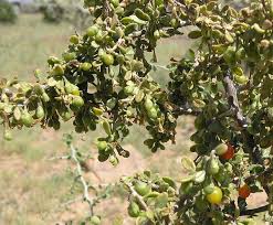 Lycium exsertum Seeds, Desert Wolfberry Seeds - Seedsforgarden (1999-2024 ) .We Ship Seeds & Live Plants Worldwide