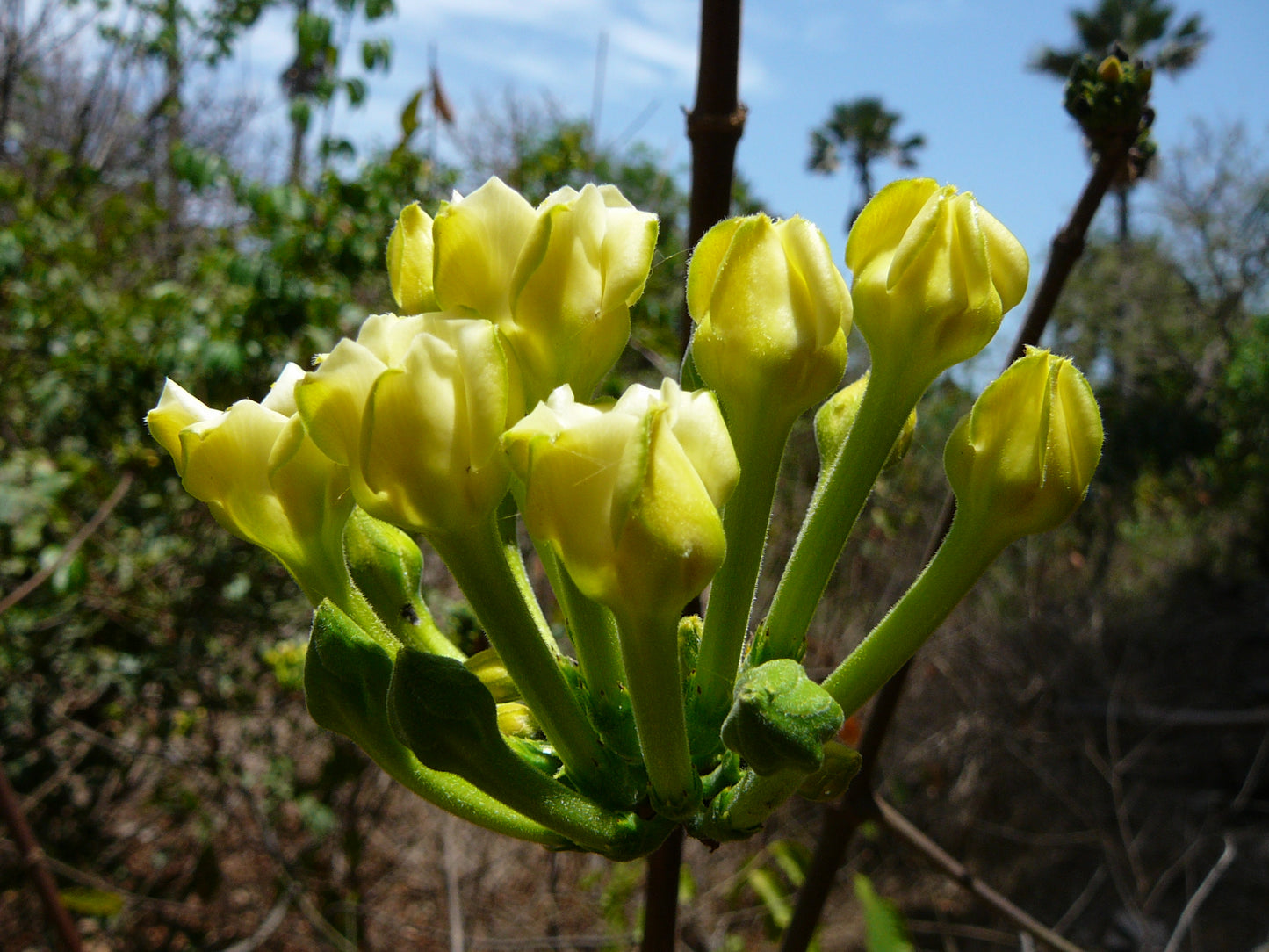 10 Macrosphyra longistyla Plants, Gardenia longistyla , Randia longistyla With Phytosanitary certificate