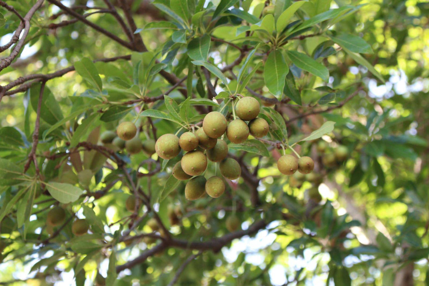 5 Live Madhuca Indica Plants ,Mahua Plant ,With Phytosanitary Certificate - Seedsforgarden (Since 1999).We Ship Seeds & Live Plants Worldwide