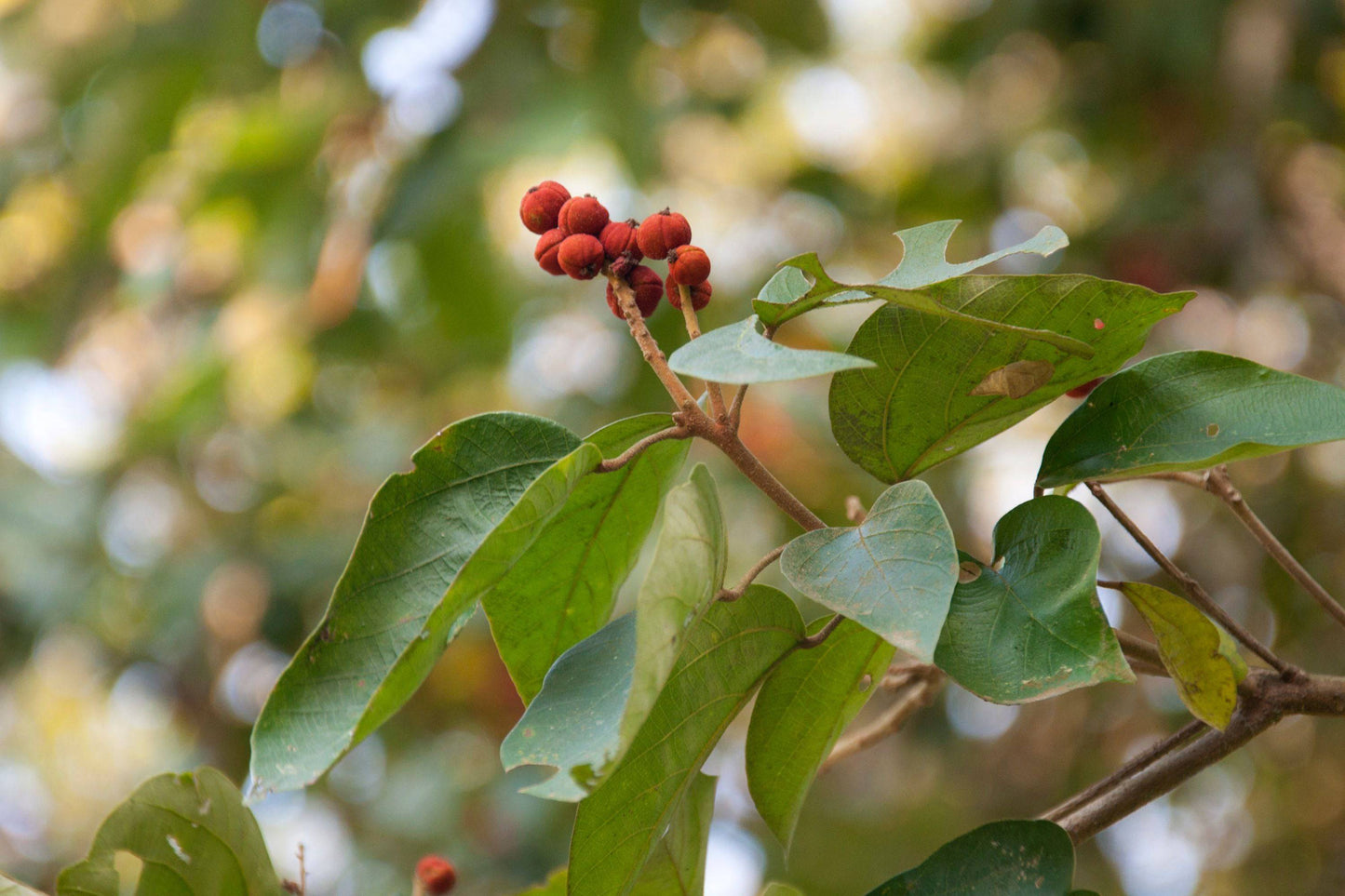 5 Live Mallotus philippensis Plants, Monkey face tree, With Phytosanitary Certificate - Seedsforgarden (Since 1999).We Ship Seeds & Live Plants Worldwide