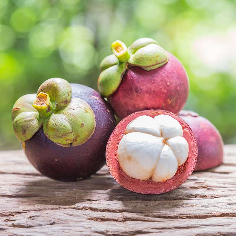 10 Garcinia mangostana Plants, Mangosteen Plants, With Phytosanitary certificate