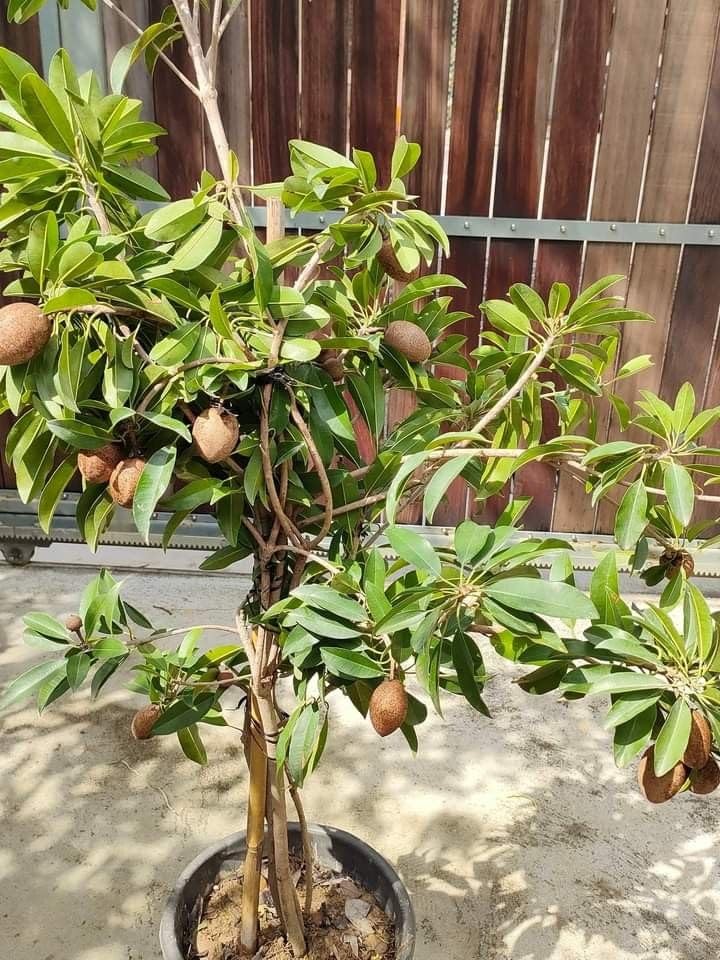 10 Manilkara zapota Plants , Achras sapota Plants , Sapodilla for Pots, Terrace & Balcony