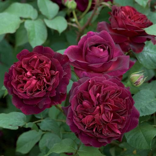 10 Maroon Button Rose Plants, Maroon Miniature Rose Plants With Phytosanitary certificate