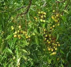 10 Melia Birmanica Plants, Melia dubia. Bakain Plants, With Phytosanitary certificate