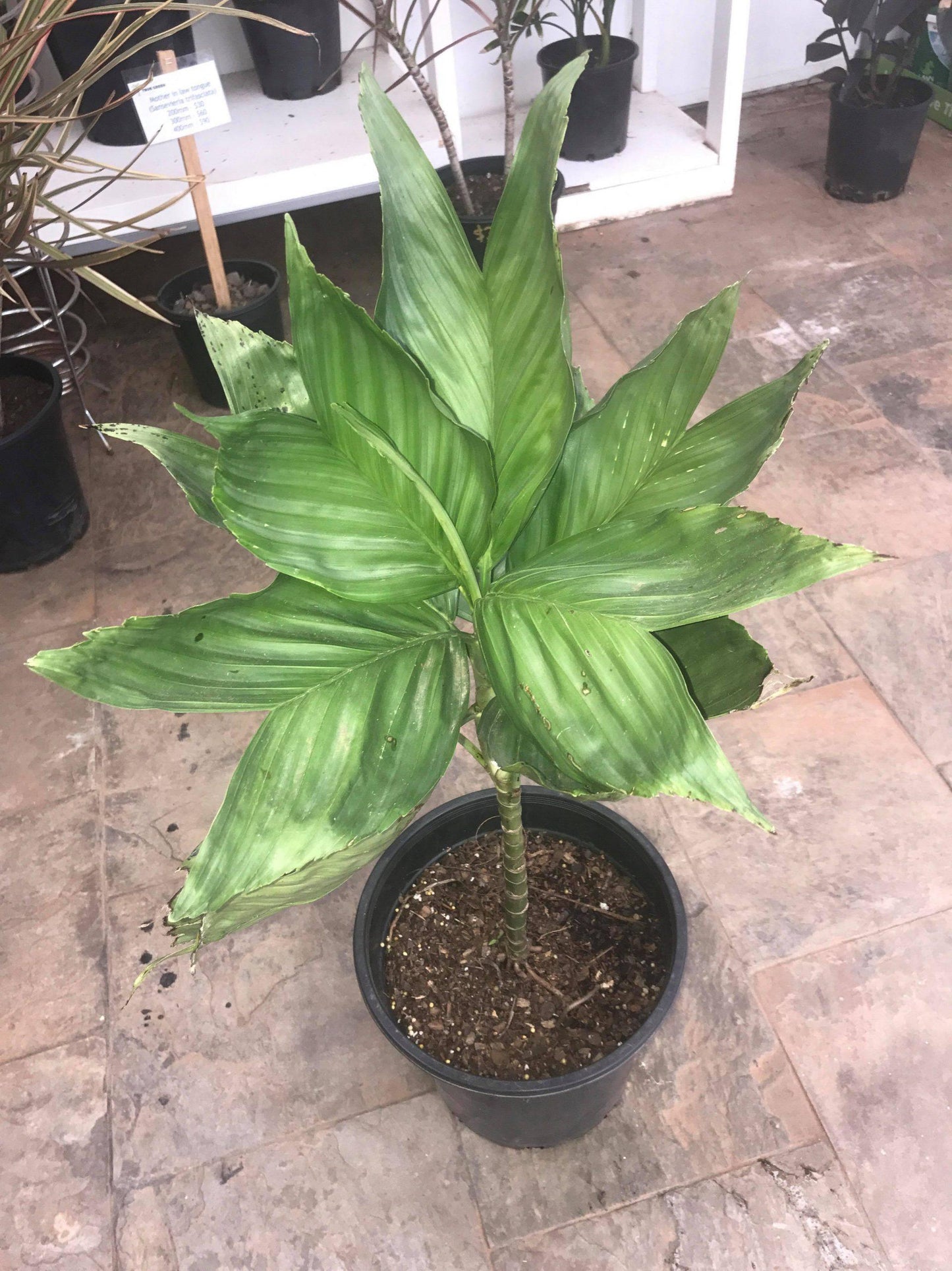 10 Chamaedorea metallica Plants, Metallic Palm Plants, Metal Fishtail Palm