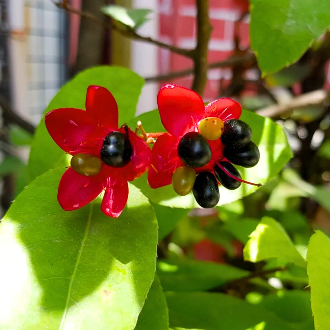 10 Ochna odorata Plants, Mickey Mouse Plant, Bird’s Eye Bush Plants