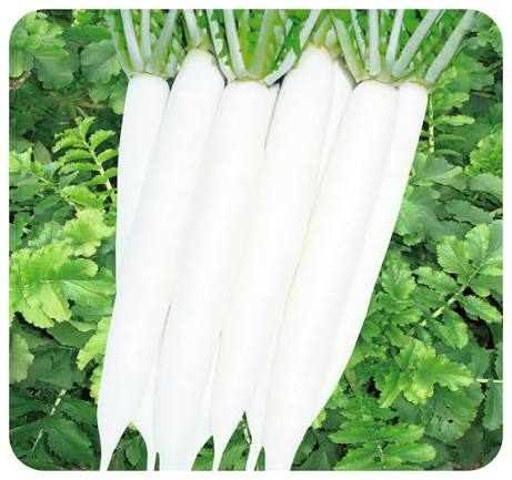 10 Grams Mino Early Long White Radish Seeds | Open-Pollinated Daikon Radish Seeds