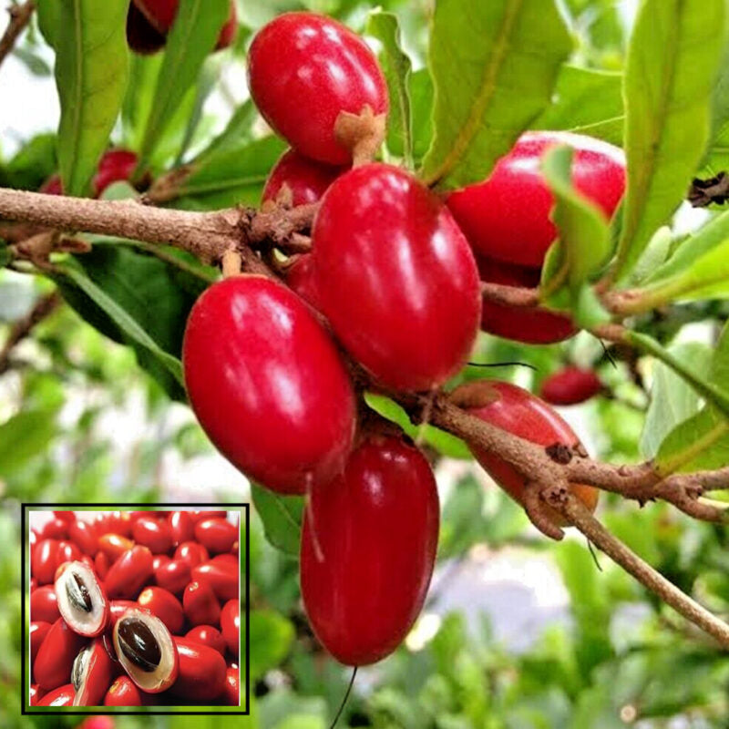 10 Synsepalum dulcificum Plants, Miracle Fruit Plants, Sweet Berry Plants