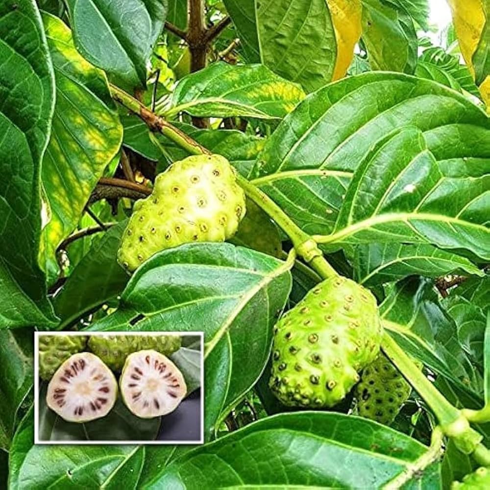 10 Morinda citrifolia Plants, Noni Fruit Plants