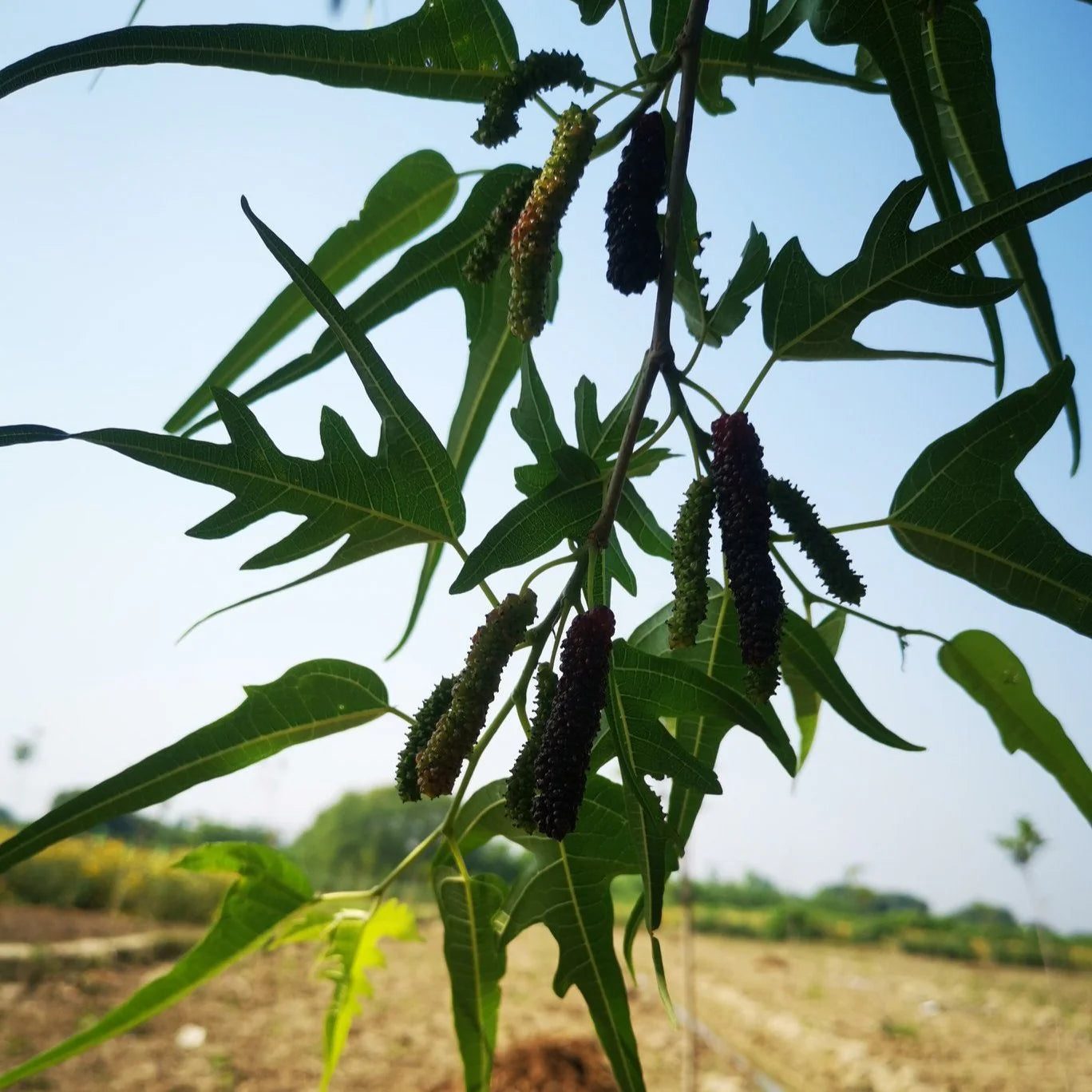 10 Morus trilobata Plants, Chicken Claw Mulberry, Bird's Leg Mulberry Plants