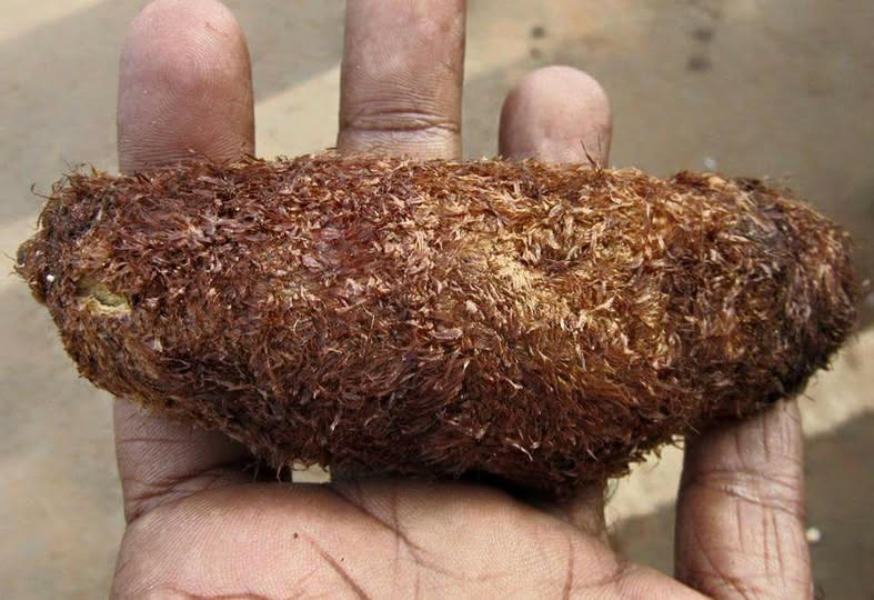 500 Grams Mudavattukal Kilangu Roots, Oak Leaf Basket Fern Root, Goat Leg Root