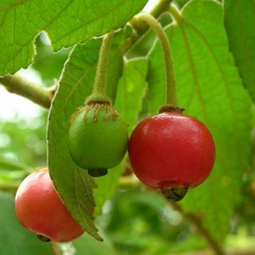 10 Muntingia calabura Plants, Jamaica Cherry Plants , Strawberry Tree,