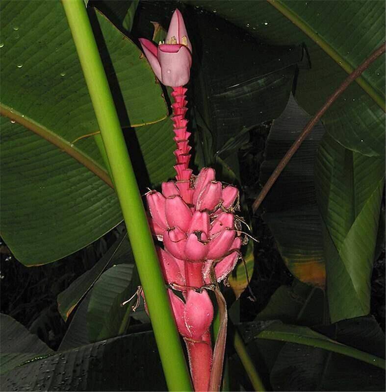 25 Musa rubinea Seeds, Yunnan Banana Seeds, Dwarf Red Banana Seeds - Seedsforgarden (1999-2024 ) .We Ship Seeds & Live Plants Worldwide