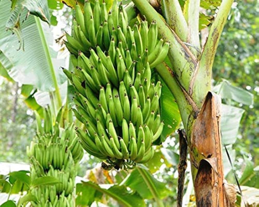 5 Nendran banana Suckers , Mysore banana , With Phytosanitary certificate