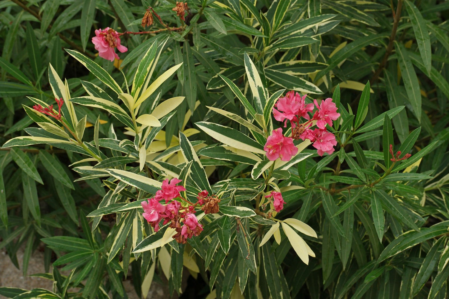 10 Oleander Plants , Rose Bay, Kaner Plants , Nerium Oleander (Variegated)