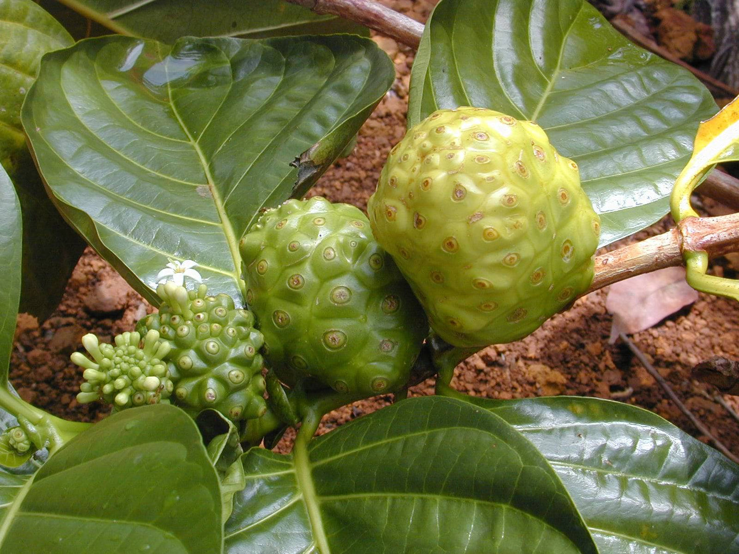 50 Morinda citrifolia Seeds, Noni berry Seeds - Seedsforgarden (1999-2024 ) .We Ship Seeds & Live Plants Worldwide