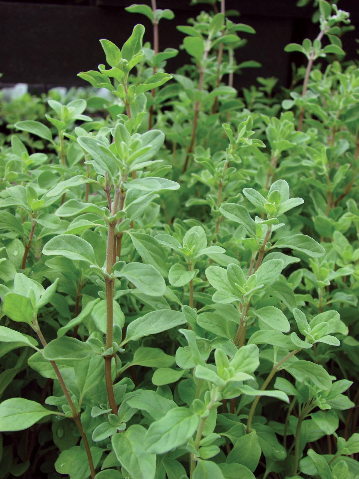 10 Origanum majorana Plants , MarjoramPlants, Sweet marjoram With Phytosanitary Certificate
