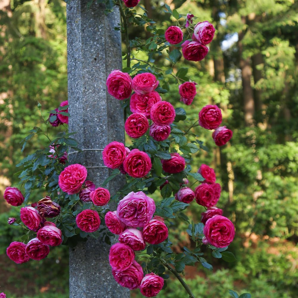 10 Pink Climbing Rose, Pink Creeper Rose With Phytosanitary certificate