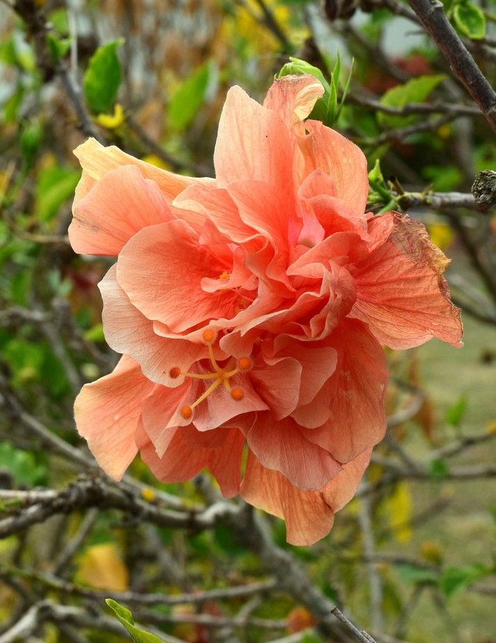 10 Hibiscus Peach Double Flower , Peach Gudhal Flower , With Phytosanitary certificate