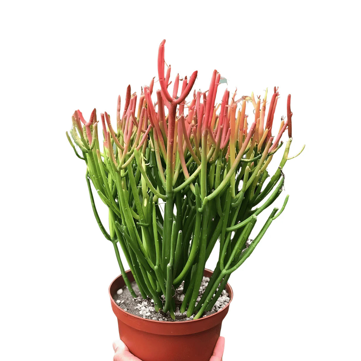 5 Red Pencil Cactus Plants Euphorbia Tirucalli With Phytosanitary certificate