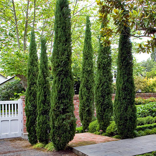 5 Large Cupressus sempervirens Plants ,Mediterranean Cypress, With Phytosanitary certificate