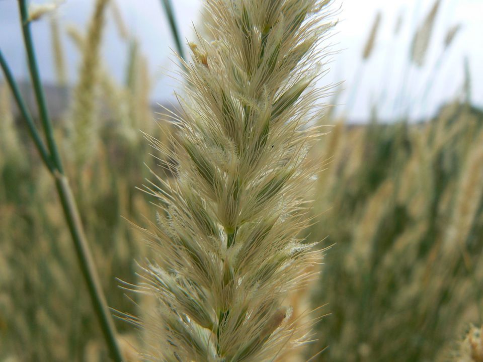 20 Pennisetum divisum Seeds , Egyptian fountain grass - Seedsforgarden (Since 1999).We Ship Seeds & Live Plants Worldwide