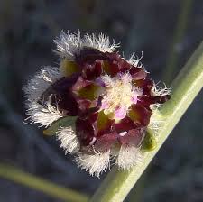 5 Periploca aphylla Seeds, Leafless Silkflower Shrub - Seedsforgarden (1999-2024 ) .We Ship Seeds & Live Plants Worldwide
