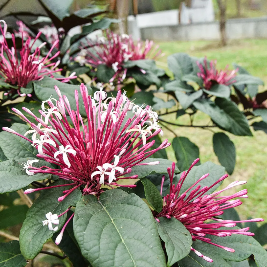 10 Clerodendrum Shooting Star Plants ,Clerodendrum quadriloculare, Starburst Bush With Phytosanitary certificate