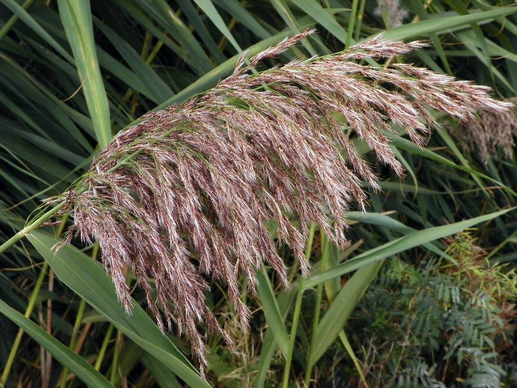 Phragmites australis Seeds, Common reed Seeds, Exotic Grass - Seedsforgarden (1999-2024 ) .We Ship Seeds & Live Plants Worldwide