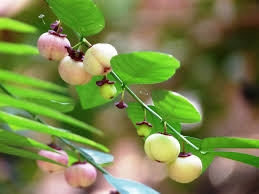 10 Phyllanthus androgynus Plants, Multivitamin plant With Phytosanitary certificate