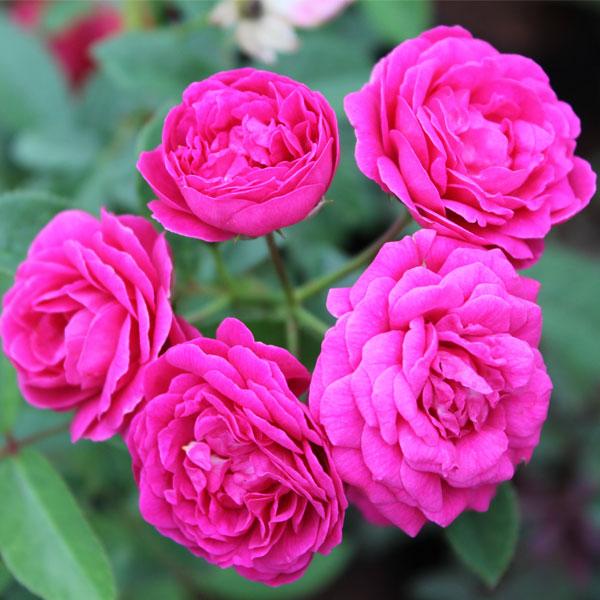 10 Pink Button Rose Plants, Pink Miniature Rose Plants With Phytosanitary certificate