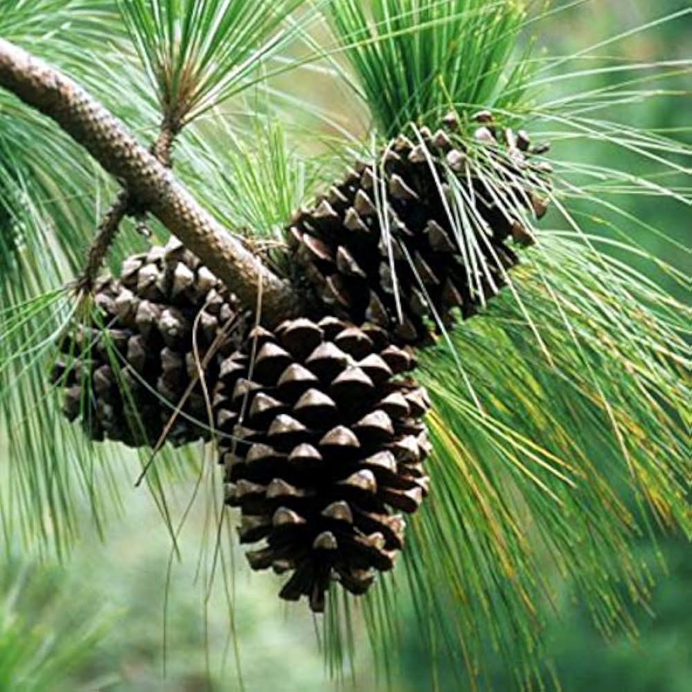 10 Pinus roxburghii Plants , Chir Pine Plants , Himalayan Pine Plants, With Phytosanitary certificate