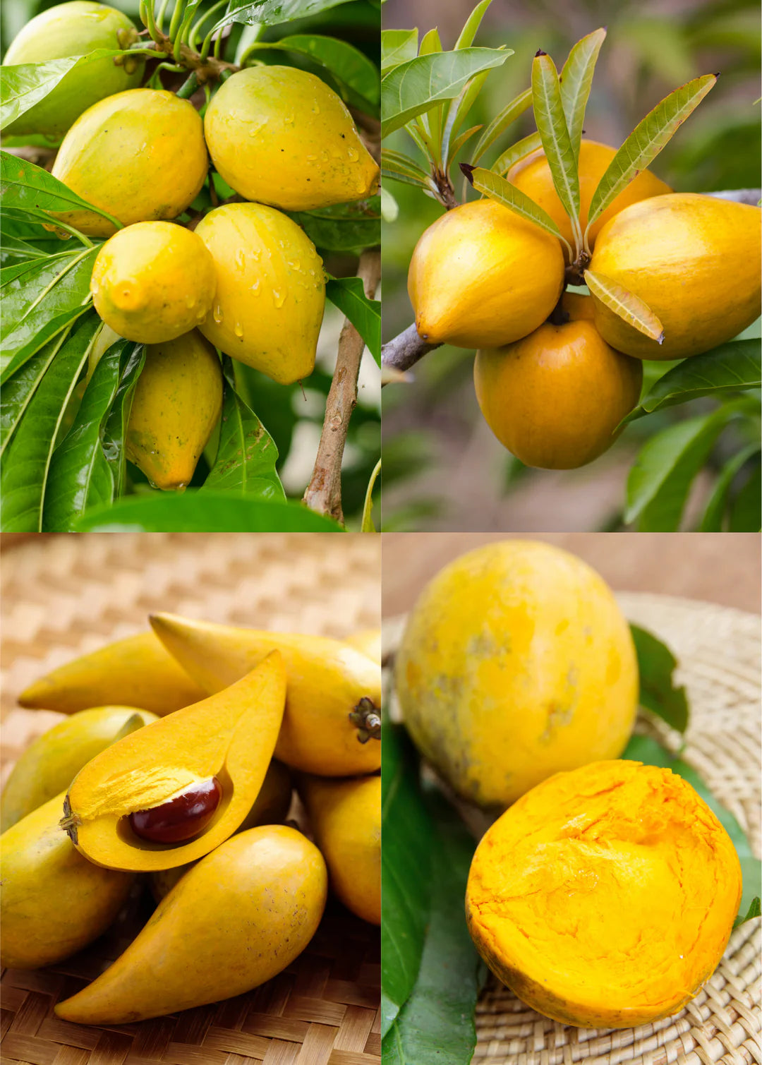 10 Pouteria campechiana Plants, Egg fruit Plants, Canistel / Muttapazham Plants