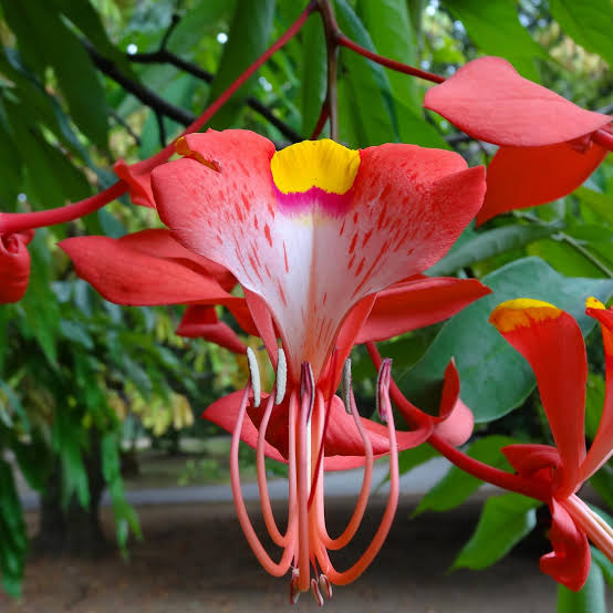 3 Pride of Burma (Amherstia nobilis) Live Plants – Simsapa Tree with Phytosanitary Certificate