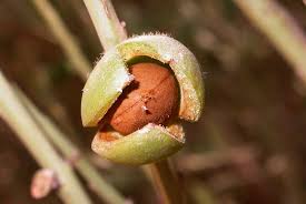 3 Prunus arabica Seeds, African cherry Seeds, - Seedsforgarden (Since 1999).We Ship Seeds & Live Plants Worldwide