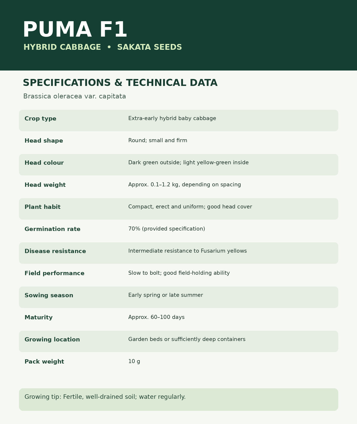 10 Grams Puma F1 Hybrid Cabbage Seeds | Brassica oleracea Seeds