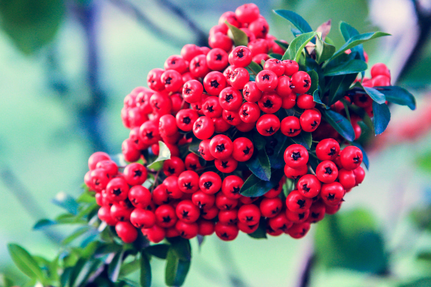 50 Pyracantha coccinea Seeds, Scarlet firethorn Seeds - Seedsforgarden (1999-2024 ) .We Ship Seeds & Live Plants Worldwide