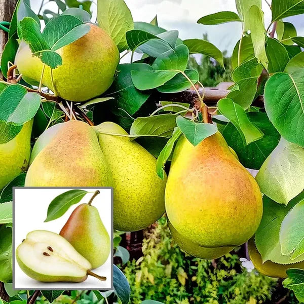 10 Pyrus communis Plants, European Pear Plants , Common Pear Plants