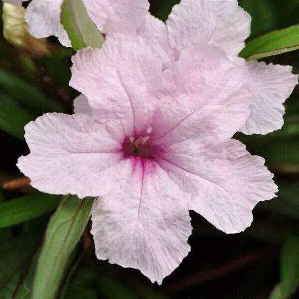 10 Ruellia tweediana Pink Seeds, Mexican petunia Seeds, - Seedsforgarden (1999-2024 ) .We Ship Seeds & Live Plants Worldwide