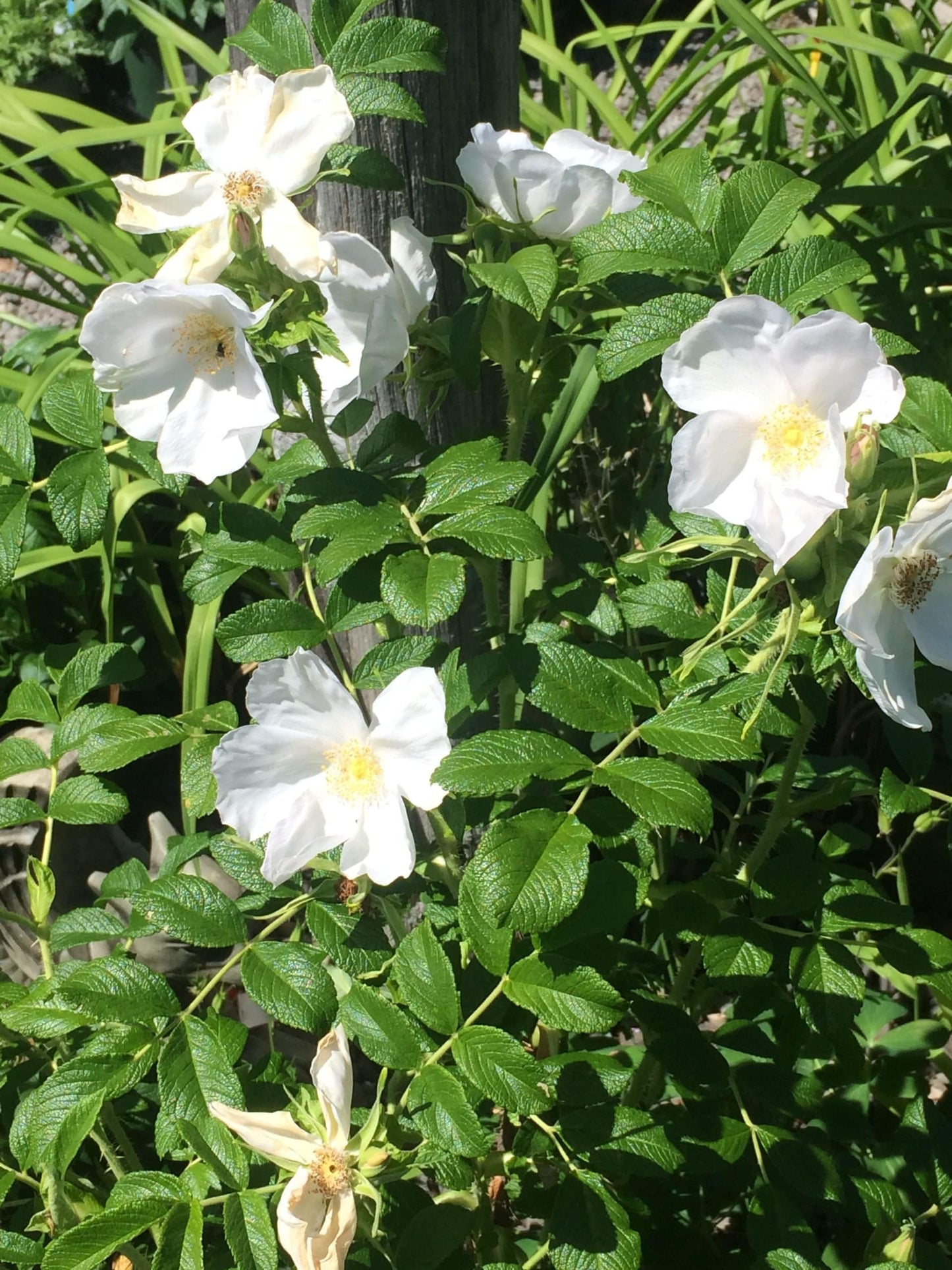 20 Rosa rugosa Alba Seeds, White Beach Rose Seeds - Seedsforgarden (1999-2024 ) .We Ship Seeds & Live Plants Worldwide