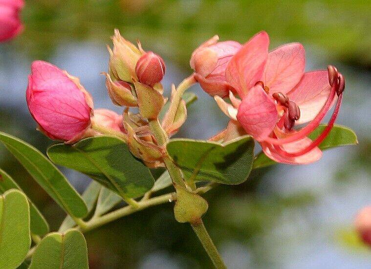 25 Cassia roxburghii Seeds, Rose Shower Tree Seeds, Red Cassia Seeds - Seedsforgarden (1999-2024 ) .We Ship Seeds & Live Plants Worldwide