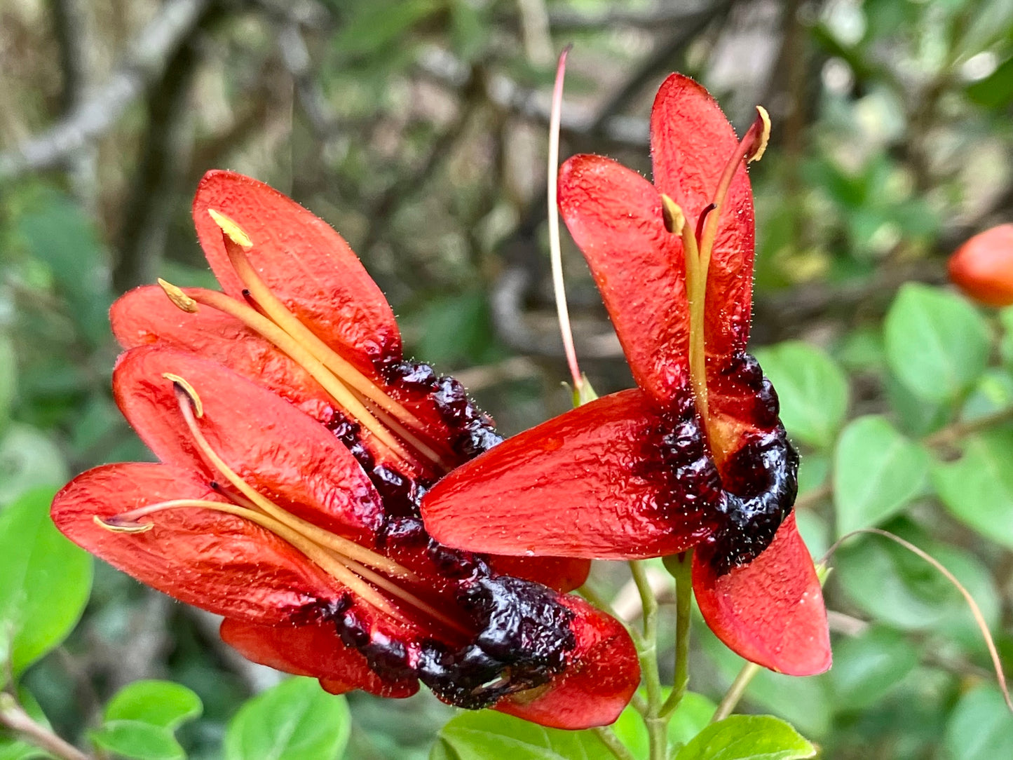 10 Rabbit ears Plants, Ruttya fruticosa Plants
