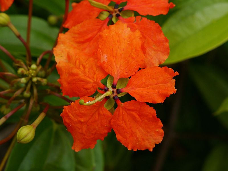 5 Bauhinia coccinea Plants, Scarlet Orchid Tree, Red Bauhinia Tree With Phytosanitary certificate