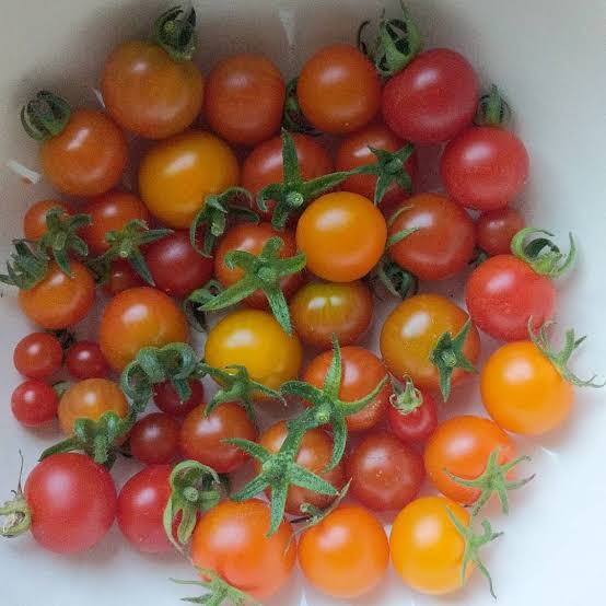 25 Red Currant Tomato Seeds – Tiny Sweet Heirloom Tomatoes (Solanum pimpinellifolium)