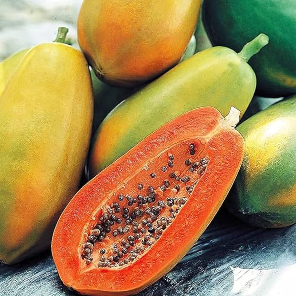 500 Red Lady F1 Hybrid Papaya Seeds
