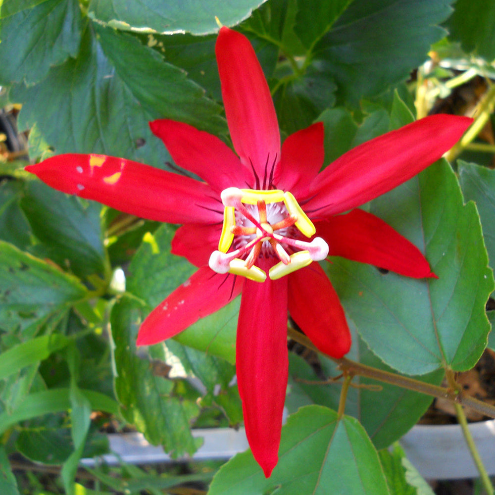 10 Passiflora Coccinea Plants, Red Passion Flower, With Phytosanitary certificates - Botanika