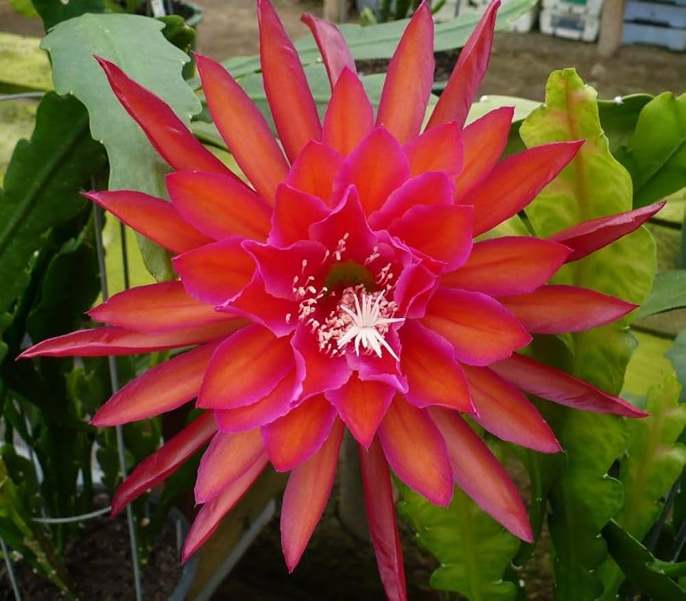 10 Epiphyllum oxypetalum Plants, Brahma Kamal Plants, With Phytosanitary certificate